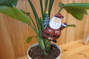 季節のコーディネート~クリスマス編~