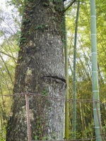 三上から四上・五上