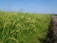 成功の秘訣は「運・鈍・根」の3つの「ん」・「都合と不都合」