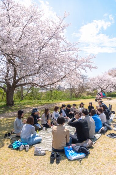 高田建築事務所スタッフのお花見ランチ