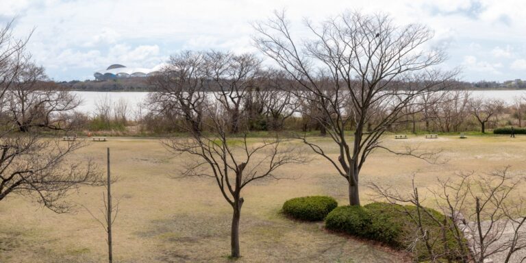 鳥屋野潟公園の桜