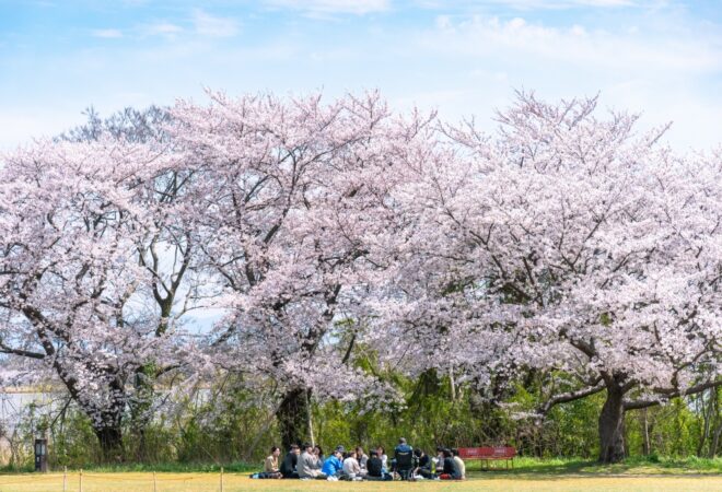 新潟営業所 お勧めのお花見スポット