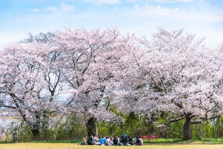 高田建築事務所スタッフのお花見ランチ