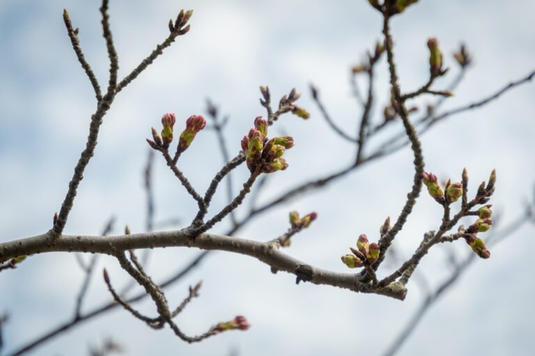 鳥屋野潟公園の桜のつぼみ