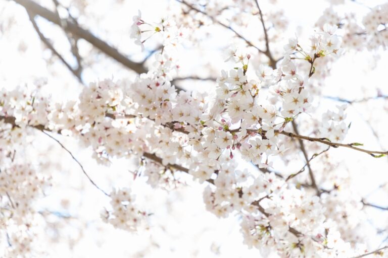 新潟営業所 お勧めのお花見スポット