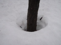 とてもチャーミングな雪えくぼ