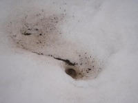 雪の中から出てきては見たものの!